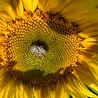 Sunflower with a bug