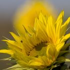 Sunflower with a Bug