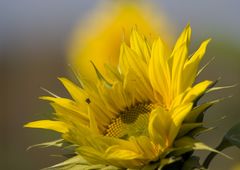 Sunflower with a Bug