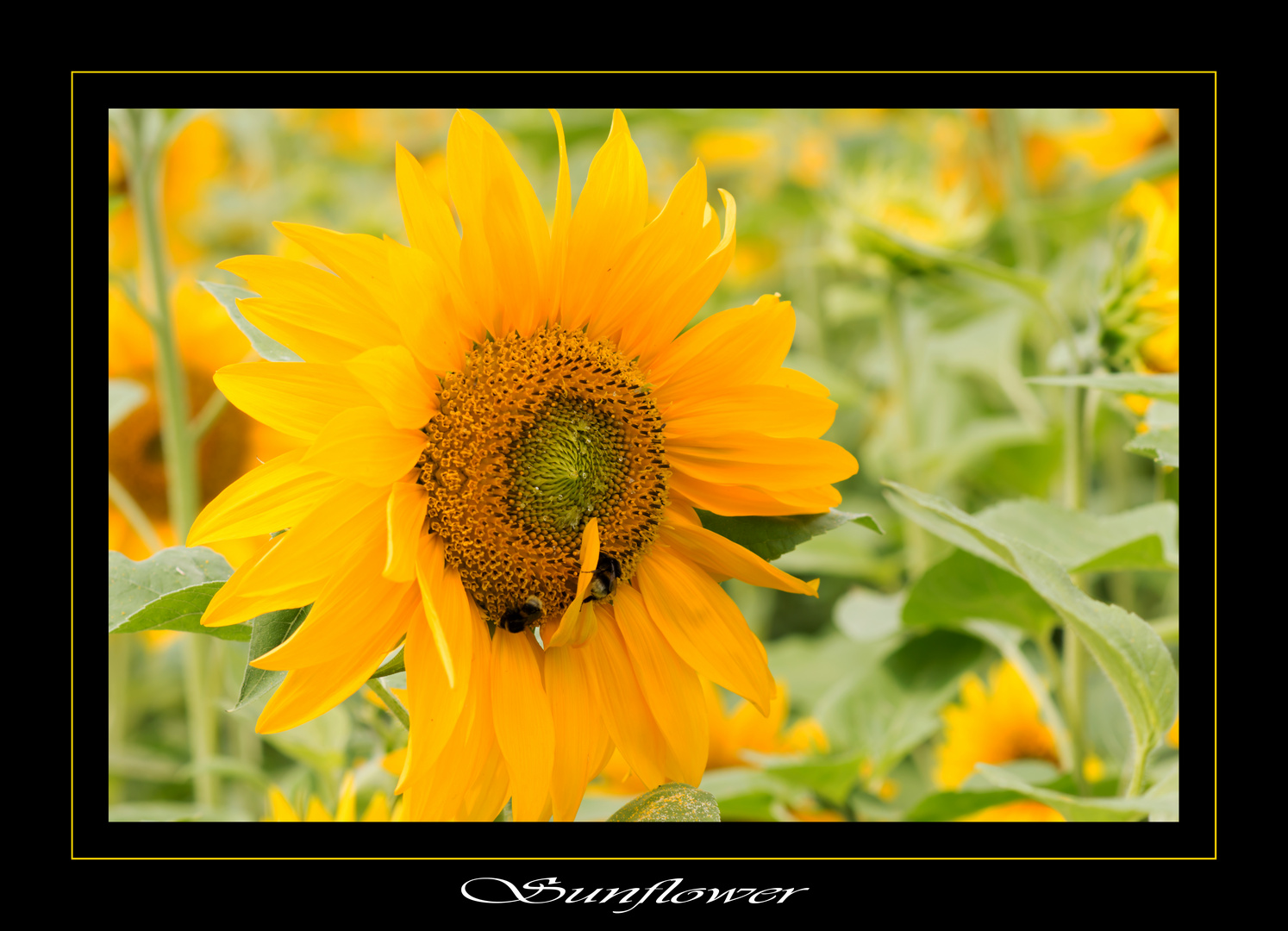 Sunflower with Bees