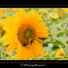 Sunflower with Bees