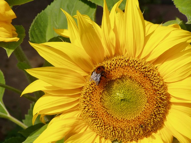 Sunflower with Bumble Bee