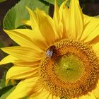 Sunflower with Bumble Bee