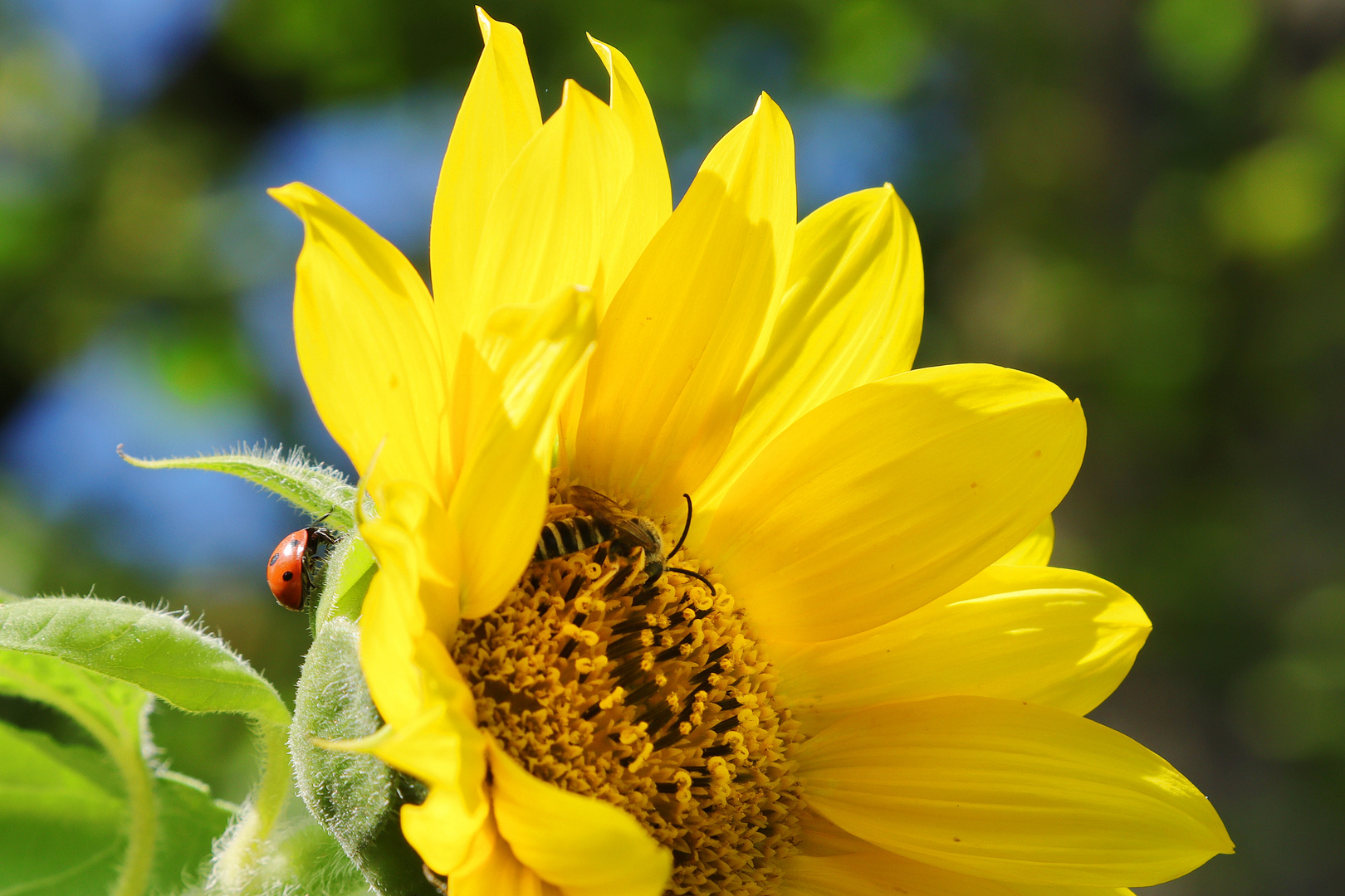 - Sunflower with Friends -