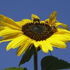 Sunflower with insects