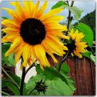 Sunflower, Zillis