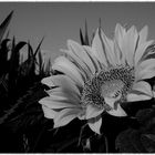 sunflower_0001
