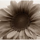 ...sunflower_0002...