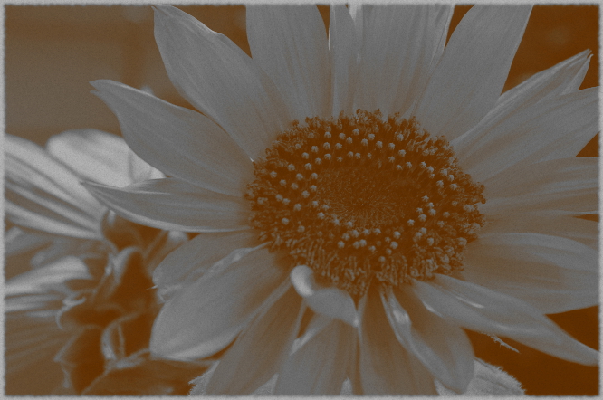 ...sunflower_0009...