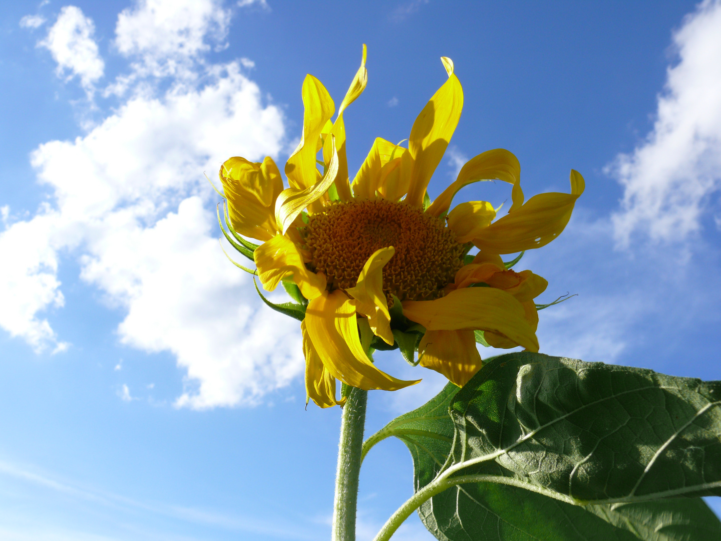 sunflower1