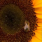 Sunflower2