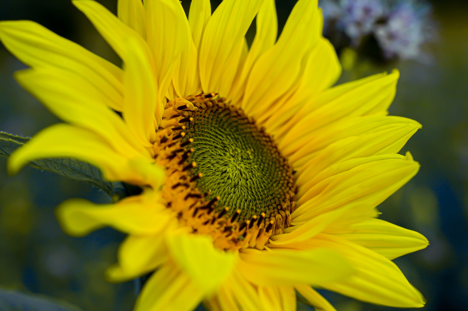 Sunflower2