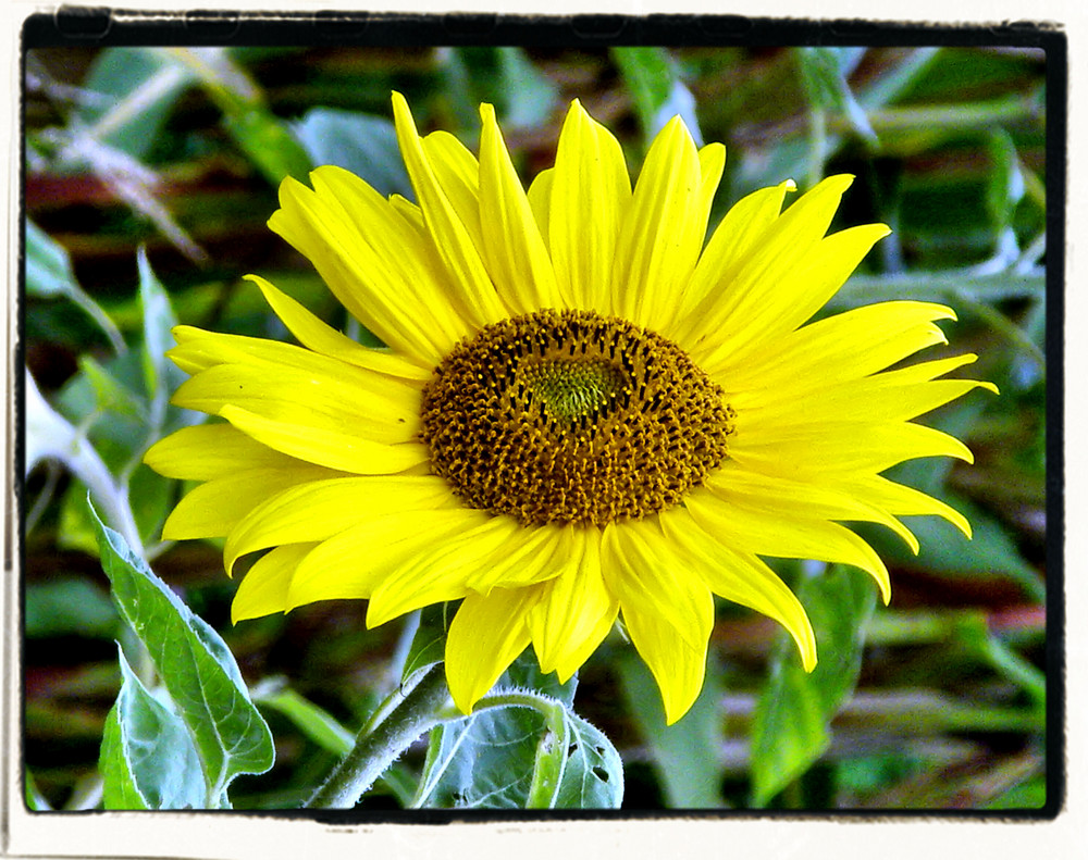 sunflower2