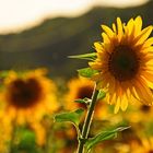Sunflower4