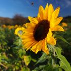 sunflower&bee