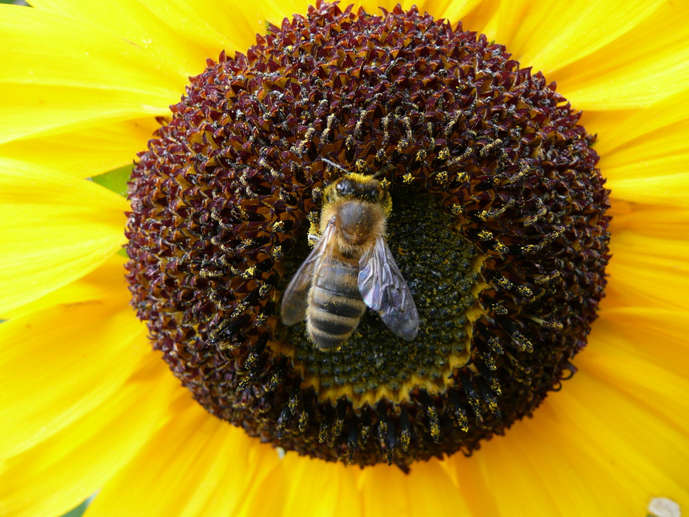 sunflowerbee