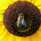 sunflowerbee