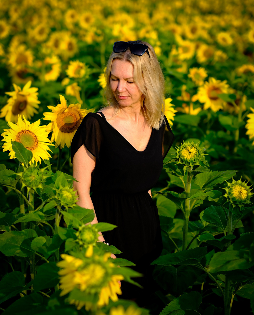 sunflower...portrait....