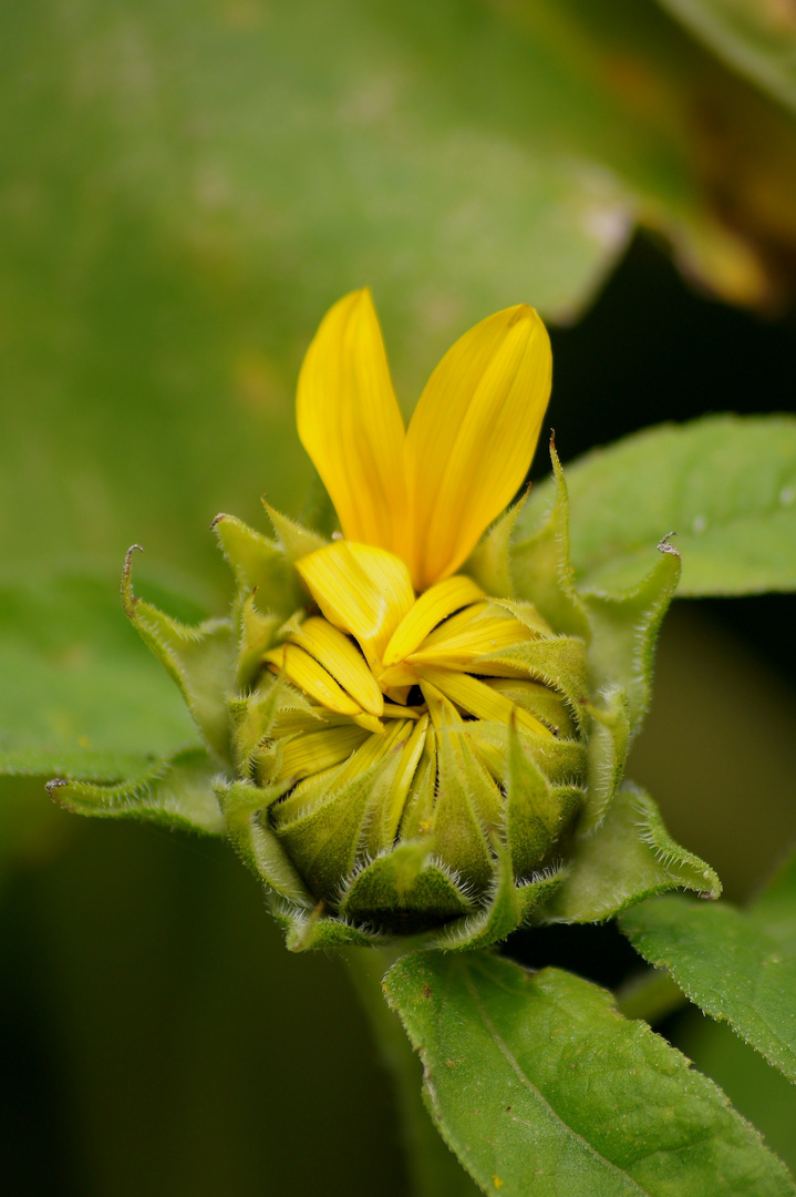 Sunflower...Power and Peace