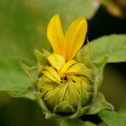 Sunflower...Power and Peace