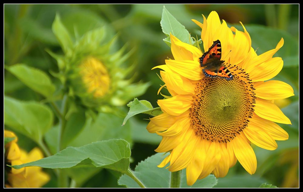 sunflowers