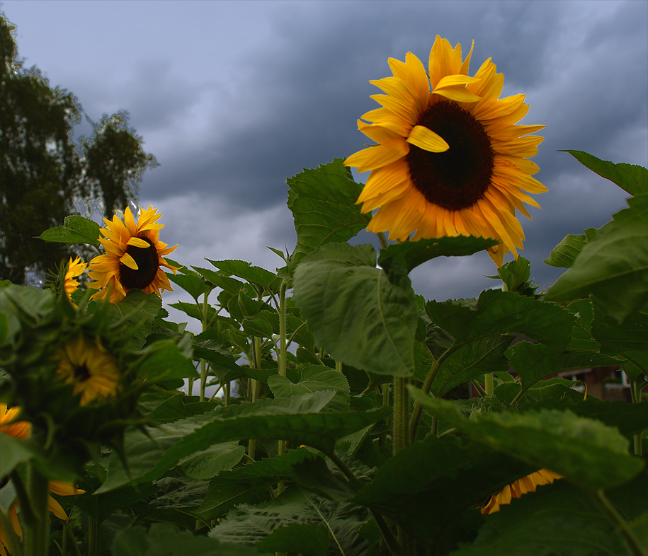 Sunflowers