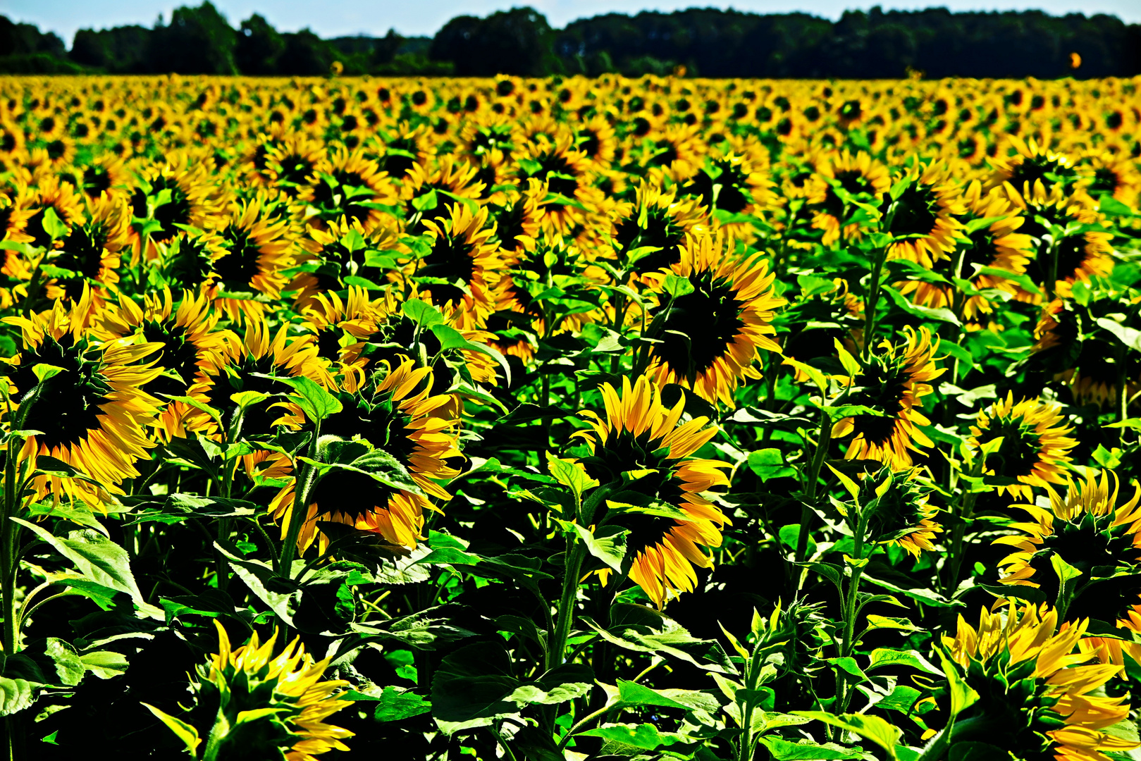 Sunflowers