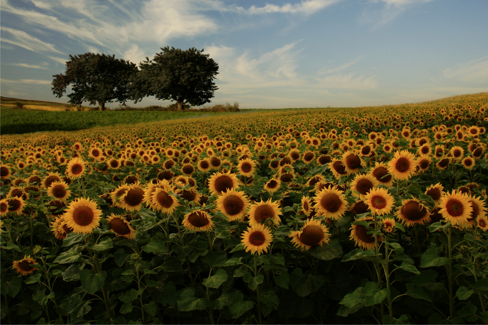 Sunflowers