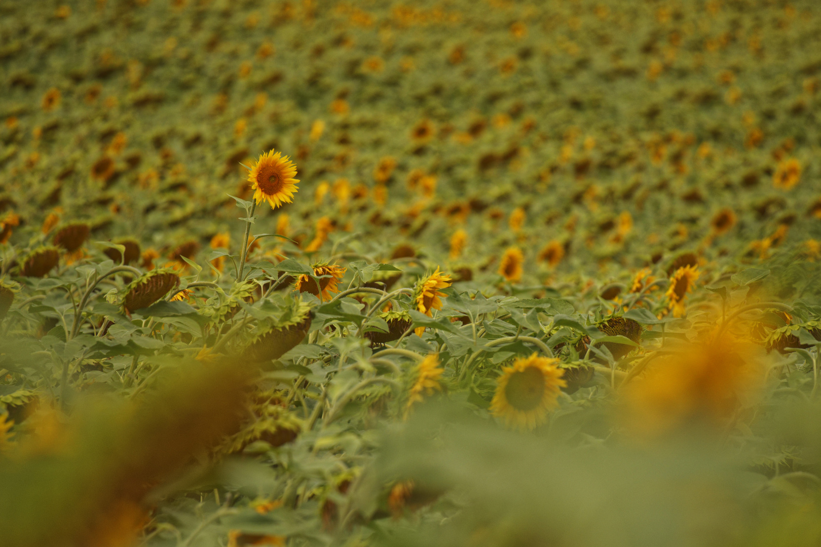 sunflowers