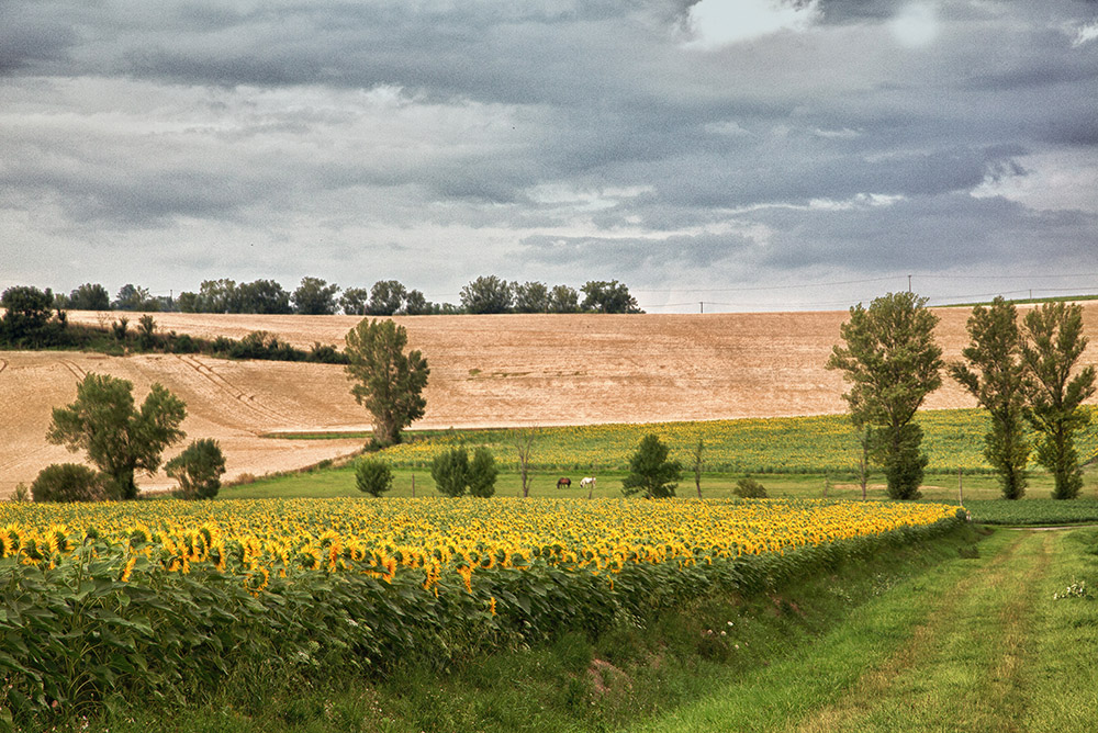 Sunflowers 1