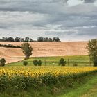 Sunflowers 1