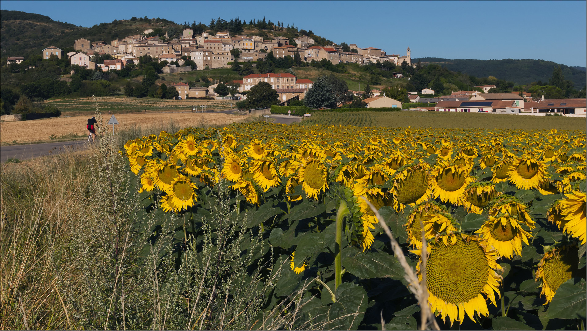 sunflowers