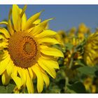-Sunflowers-