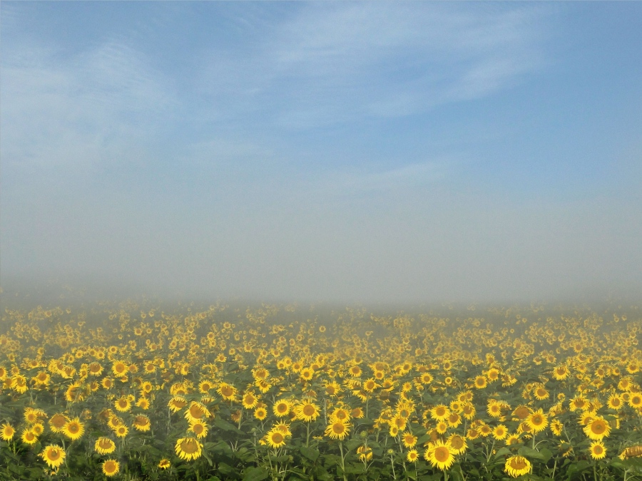 Sunflowers