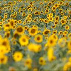 _sunflowers
