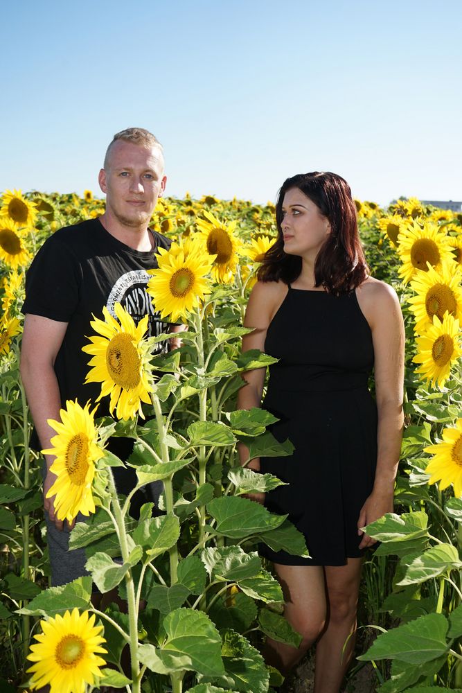 Sunflowers