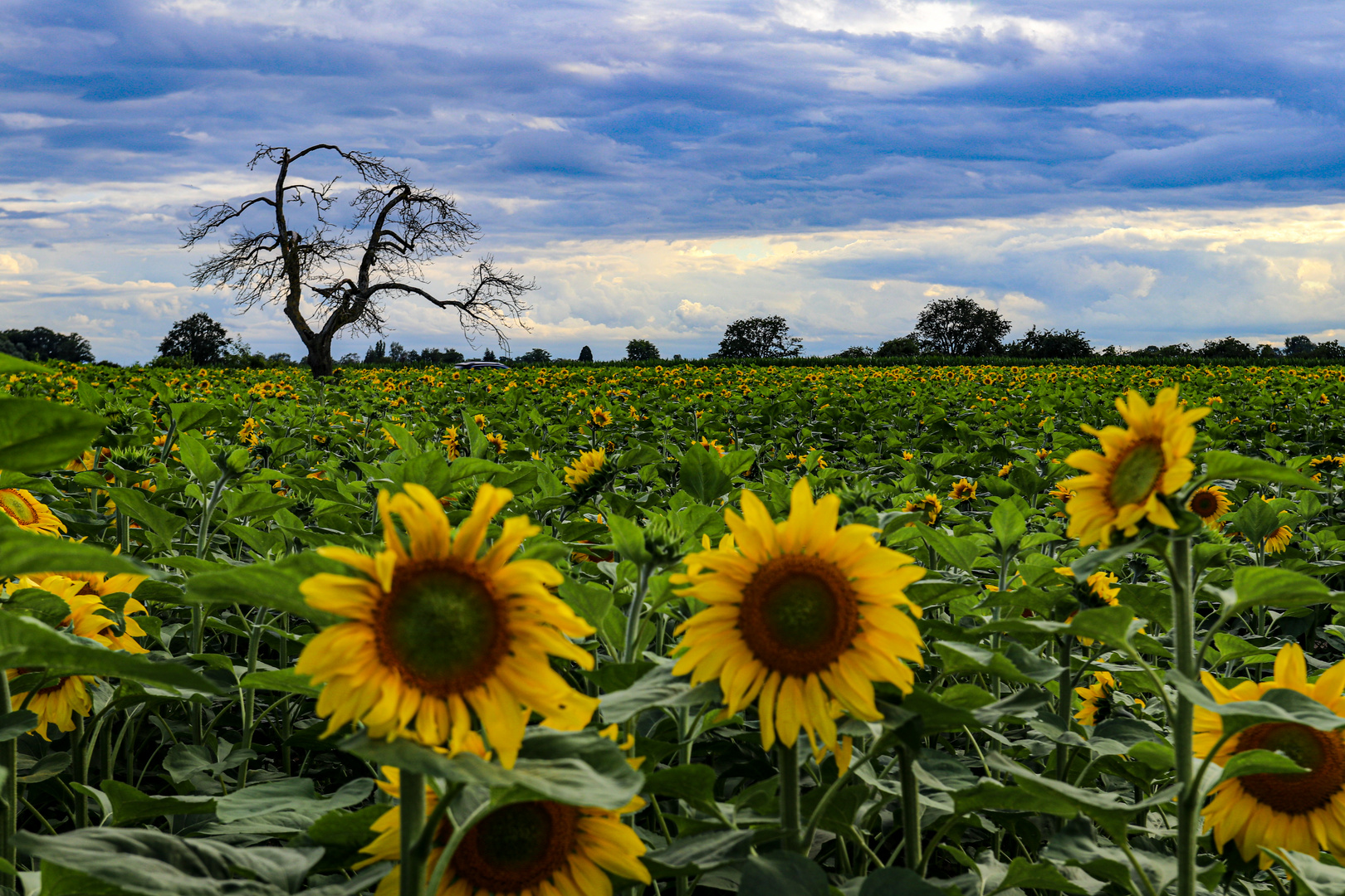 ***Sunflowers 