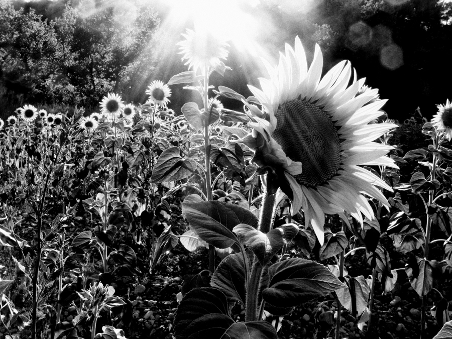 Sunflowers #2