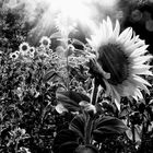 Sunflowers #2