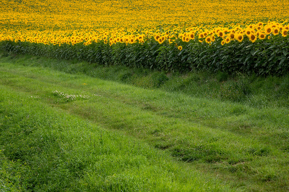 Sunflowers 2