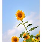 Sunflowers-2