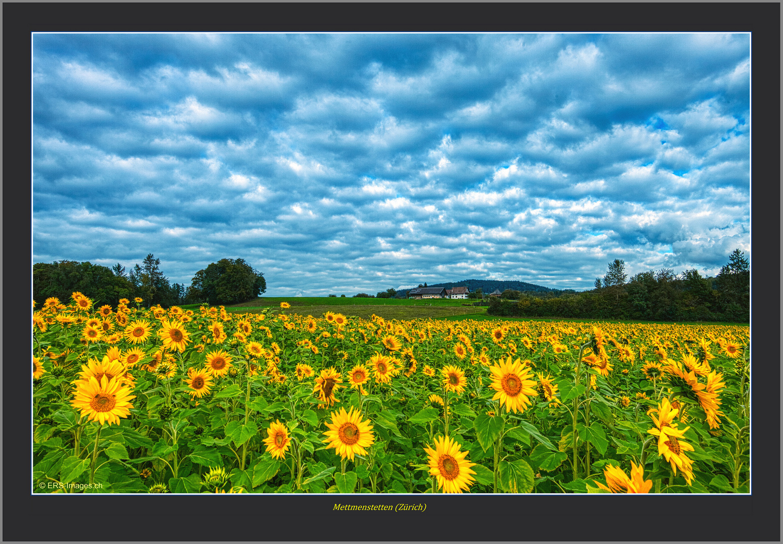 Sunflowers 2019-10-07 025 II