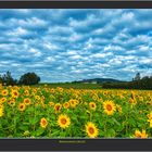 Sunflowers 2019-10-07 025 II