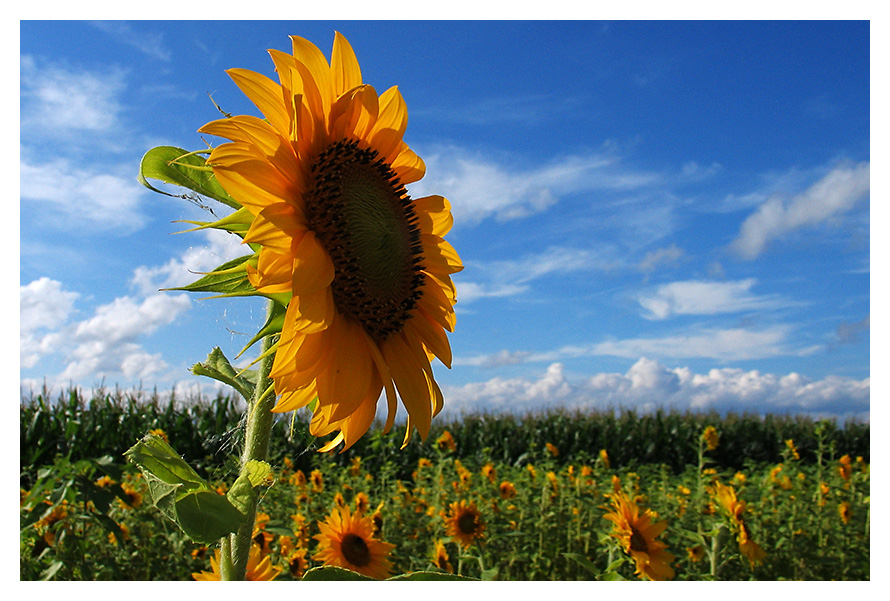 sunflowers