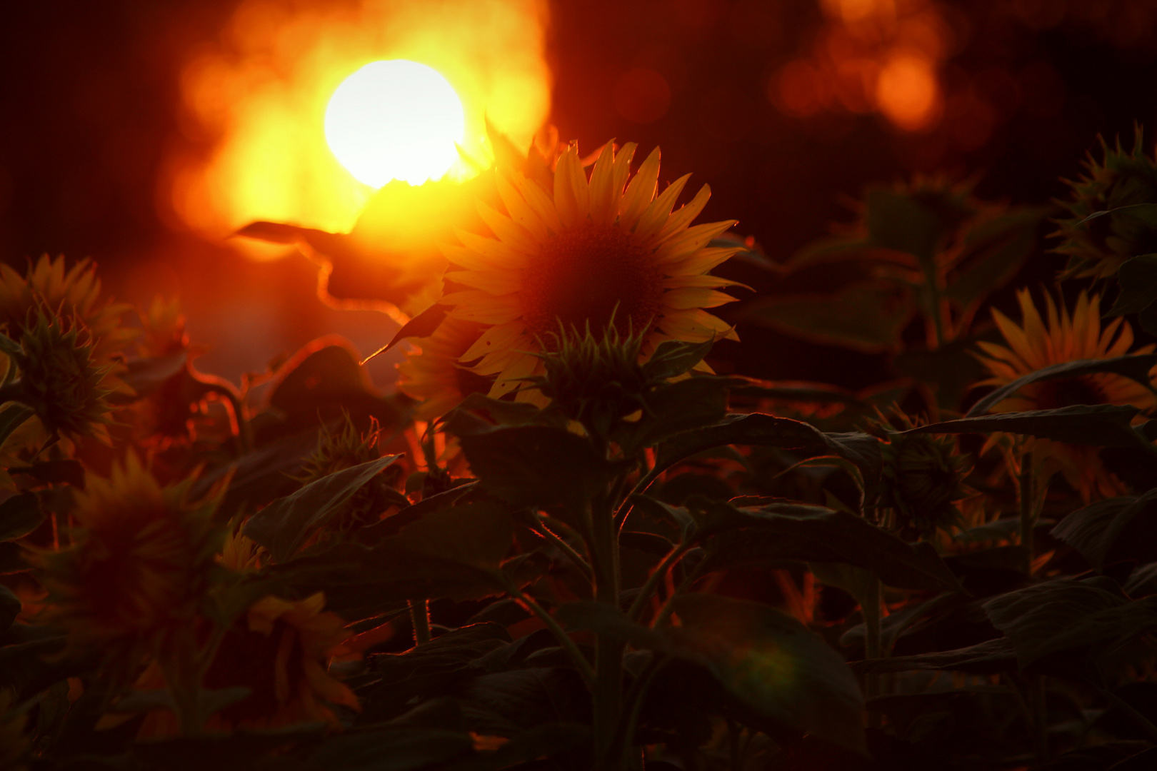 sunflowers