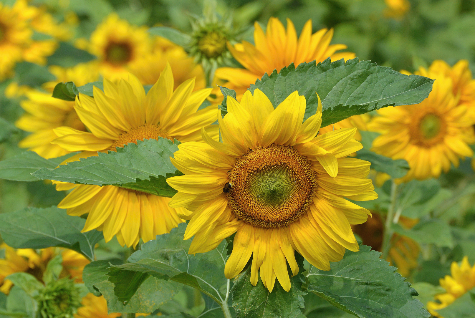 sunflowers