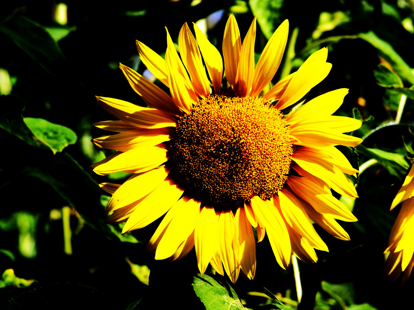 sunflowers