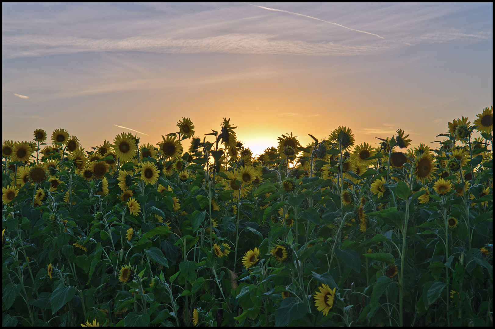 Sunflowers