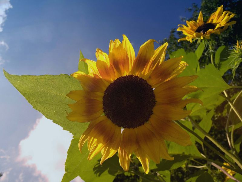 sunflowers