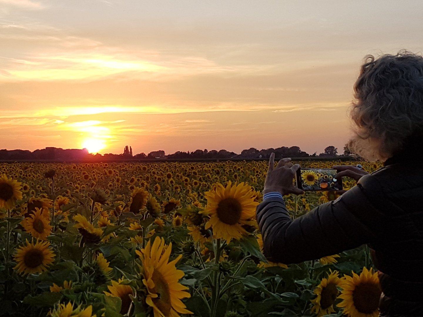 Sunflowers 